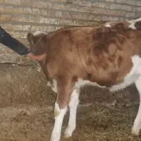 گوساله|حیوانات مزرعه|خمین, |دیوار