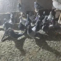 سی تا کبوتر پلاکی|پرنده|طرقبه, |دیوار