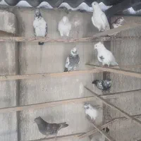فروش ۱۰ عدد کفتر یجایی