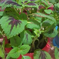 چند نوع گل|گل و گیاه طبیعی|قزوین, |دیوار