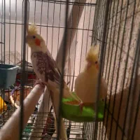 فروش یک جفت عروس هلندی|پرنده|تهران, مشیریه|دیوار