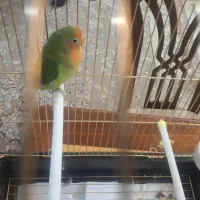 طوطی برزیلی با قفس