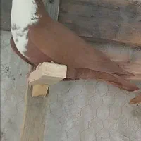 گلی سیندق نر