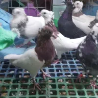 کبوتر کفتر رنگی و نقش پرشی و زدوخوردی|پرنده|شاهین‌شهر, عطار|دیوار
