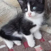 بچه گربه|گربه|رودسر, |دیوار