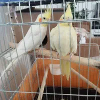 عروس هلندی|پرنده|شیراز, شهرک کوشکک|دیوار