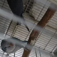 جفت راهب مولد