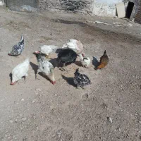 بوقلمون و مرغ گلین|حیوانات مزرعه|قزوین, |دیوار
