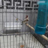 یک عدد سهره نر|پرنده|قم, شهرک فاطمیه|دیوار