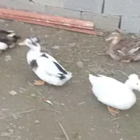 ۴ عدد اردک کاکلی نژاد دار.کاکل درشت وزیبا|حیوانات مزرعه|آستانه اشرفیه, |دیوار