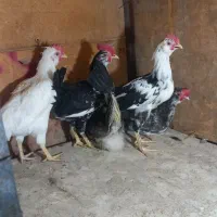 خروس گلین وجیرفتی ویک عدد بوقلمون|حیوانات مزرعه|یزد, |دیوار