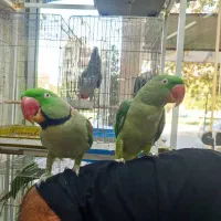 انواع پرندگان دستی سخنگو زینتی، کاسکو، راهب، طوطی|پرنده|شیراز, درکی|دیوار