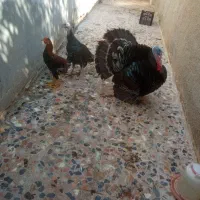 یک جفت بوقلمون اصل|حیوانات مزرعه|بندر گناوه, |دیوار