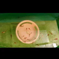 گوپی کوی بالن مولد گرید b|ماهی|تهران, زعفرانیه|دیوار