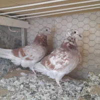 جفت کبوترپیس وقلمکاربپروبازیکن بامفلق هاشون|پرنده|شاهین‌شهر, حاجی آباد|دیوار