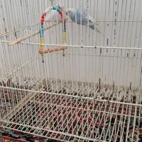 مرغ عشق دستی