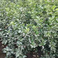 فروش نهال پرتقال محلی|خدمات باغبانی و درختکاری|عنبرآباد, |دیوار