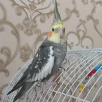 عروس هلندی دستی و رام بازیگوش|پرنده|اردبیل, |دیوار