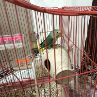 طوطی برزیلی ماده|پرنده|بهار, |دیوار