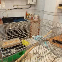 یک جفت مرغ عشق با قفس