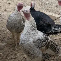 بوقلمون