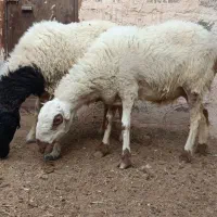 ۲ عدد گوسفند پوزه عقابی شیری و ۲قلو زاییده سر مایع|حیوانات مزرعه|رفسنجان, |دیوار