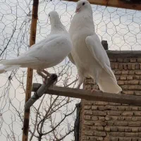 کبوتر کینگ روسی