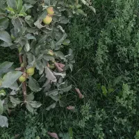 دنبال کار روزمزد
