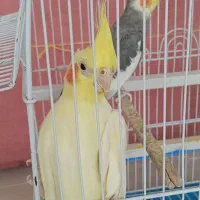 یه جفت عروس هلندی
