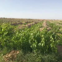 فروش قسطی یا مبادله ای باغ انگور|فروش دفتر صنعتی، کشاورزی، تجاری|قزوین, |دیوار