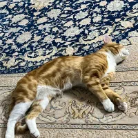 گربه نارنجی|حیوانات|قم, شاد قلی|دیوار