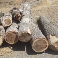 حرص وبرش کاری چ وب|خدمات باغبانی و درختکاری|خزل, |دیوار