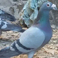 کبوتر