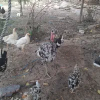 مرغ خروس