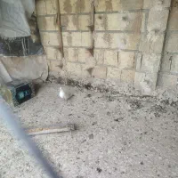 کبوتر کفتر ماده مخمل طاووسی|پرنده|شیراز, فرودگاه شهید دستغیب شیراز|دیوار