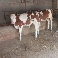 فروش انواع گوساله سمینتال وهلشتاین