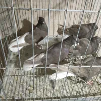 کبوتردم سفید