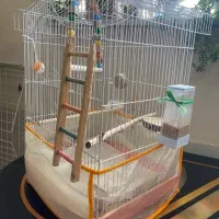 قفس بزرگ|پرنده|شیروان (خراسان), |دیوار