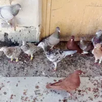 فروشی فوری کبوترخوش تیپ|پرنده|تاکستان, |دیوار