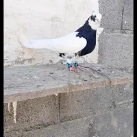 کفتر طوقی گوشواره ای