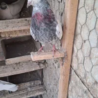 جوجه کبوترکله دم سار