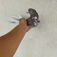 تعدادی کفتر