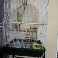 طوطی ملنگو معاوضه با صندلی راک یا مرغ عشق انگلیسی|پرنده|مشهد, شهرک امام هادی (شهرک غرب)|دیوار