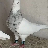 نر طوقی کاکل عروسک