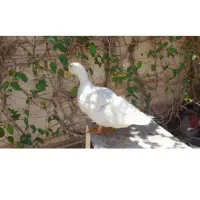 اردک سفید