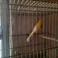 فروش چند جفت غناری رسمی