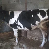 گوساله هلشتاین اصیل