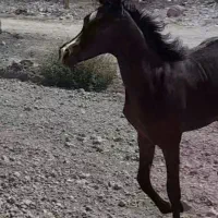 کره اسب مادیان  دوسروارداتی