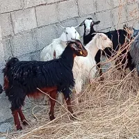 فروش 12 راس کهره ماده (تیشتر) بز در جم