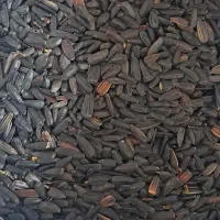 تخمه آفتابگردان